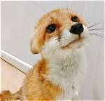Adorable Foxes: Your Guide to the Cutest Creatures in the Wild