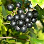 Are Florida Wild Grapes Edible? |