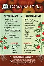 Are Stupice Tomatoes Determinate or Indeterminate? |