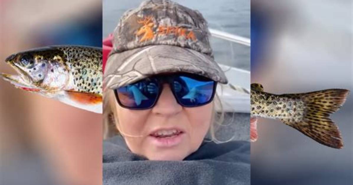 Australian Fish Video Lady Trout