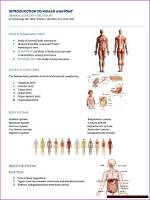Bodies Demystified: Understanding the Human Anatomy