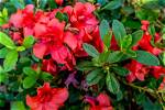 Can Azaleas Grow in Wisconsin? |