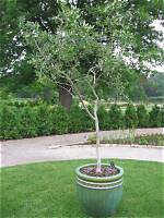 Can Olive Trees Grow in Ohio? |
