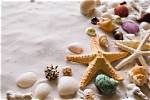 Can You Take Seashells Home from Hawaii? the Definitive Guide