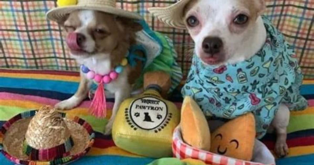 Cinco De Mayo Memes - Snogblogy