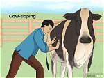 Cow Tipping Video, Is Cow Tipping Real? What Is Cow Tipping Meaning? Cow Tipping Myth Videos ·