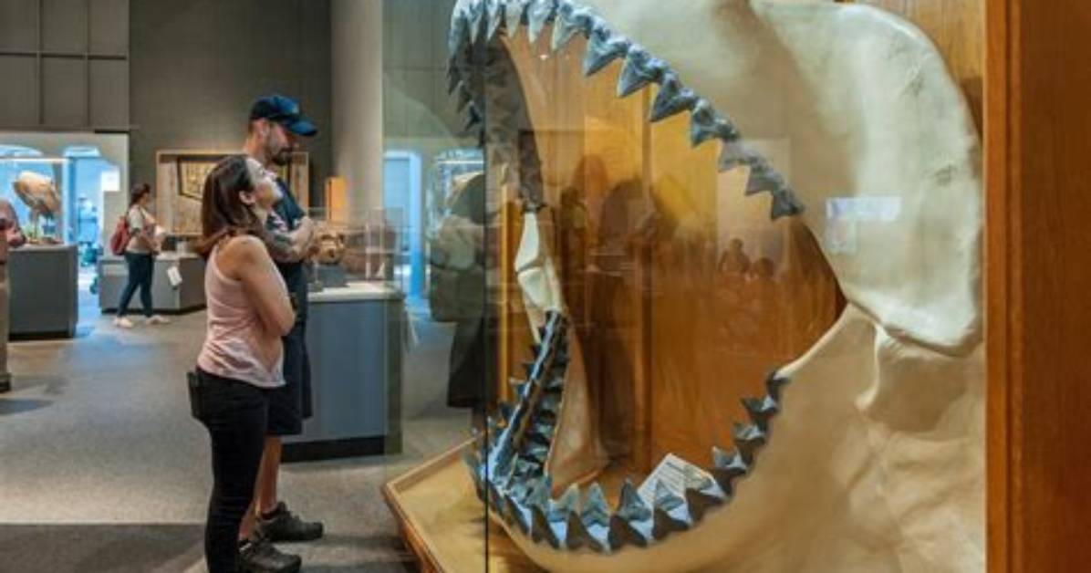 Did Nasa Discover a Preserved Megalodon in Ice?
