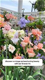 Discover the Enchanting Life of Lady Iris Marina Aline Cholmondeley