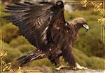 Discover the Enigmatic Characteristics of an Eagle
