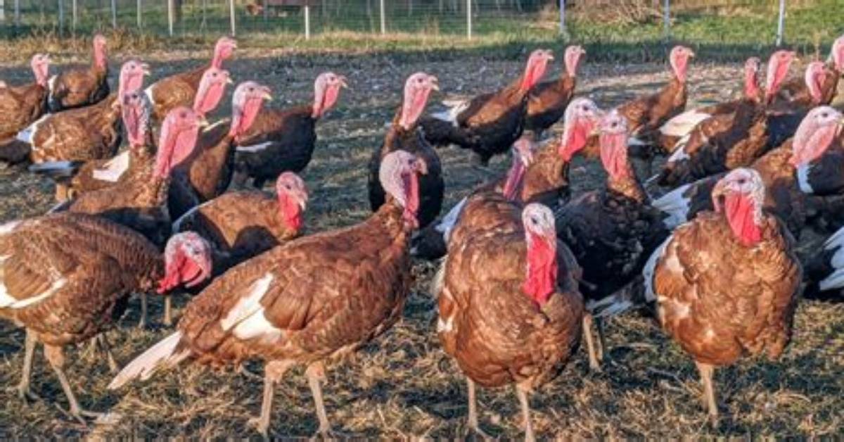 Discovering the Charm of Turkey Farms in New Hampshire