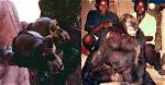 Discovering the Enigma of Bondo Ape