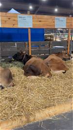 Dive into the "Northridge Prep Cow" Phenomenon