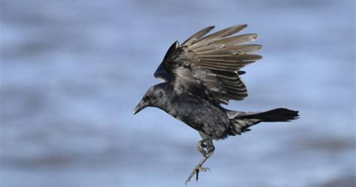Do Crows Fly in Snow? Celebrity |