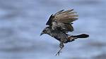 Do Crows Fly in Snow? Celebrity |