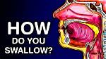 Do You Actually Swallow a Bunch of Spiders When You Sleep? ·