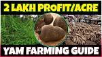 Essential Guide: Laminated Yam Cultivation Tips and Benefits per Week
