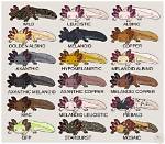 Exploring the Fascinating Types of Axolotl