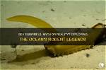 Exploring the Myth: Is There Ocean Front Property in Arizona?