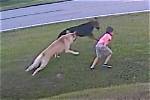 German Shepard Saves Young Boy from Potential Dog Attack