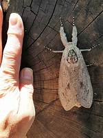 Giant Wood Moth: Very Heavy Insect Rarely Seen by Humans Spotted at Australian School