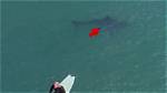 Great White Shark Video, See Them Lurking Under California Surfers