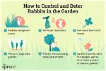 How Do You Keep Rabbits Away from Hydrangeas? |