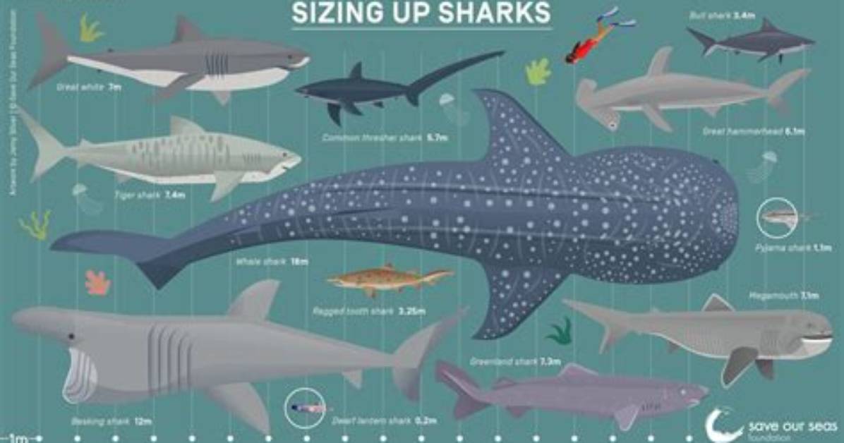 Looking at Five of the Biggest Shark Infested and Deadly Beaches in the Land Ofthe Free