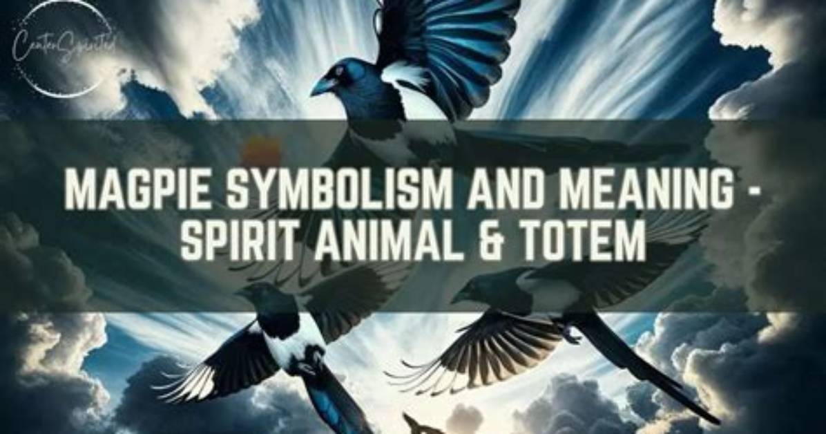 Magpie Spirit Animal Totem Meaning: Forgive and Move On
