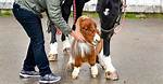 Meet Pumuckl, the Smallest Horse in the World Who You Could Easily Carry in Your Hands