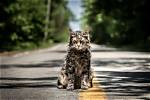 Pet Sematary Director Says Cats Who Played Church Were a 'Pack of Divas' on Set