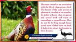 Pheasant Spirit Animal Totem Meaning: a Sign of Forgetting the Past