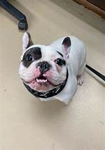 Ralphie, the Internet-Famous French Bulldog Once Called a 'Fire-Breathing Demon,' Seems to Have Fina