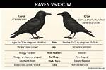 Raven vs Crow: a Deep Dive into the Mysterious World of Corvids