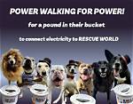 Rescue Dogs and the Power of Hand-Holding