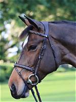 Revolutionary Heltibridle: the Ultimate Equestrian Innovation