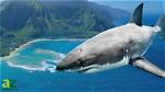 Shark Attacks in Honolulu, Hawaii