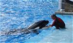 Shocking Footage Leaks! Watch Tilikum Kills Dawn in Tragic Seaworld Incident