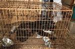The Disturbing Animal Cruelty Case