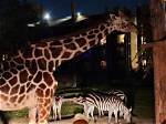The Enchanting World of Sara Safari: a Journey into Adventure