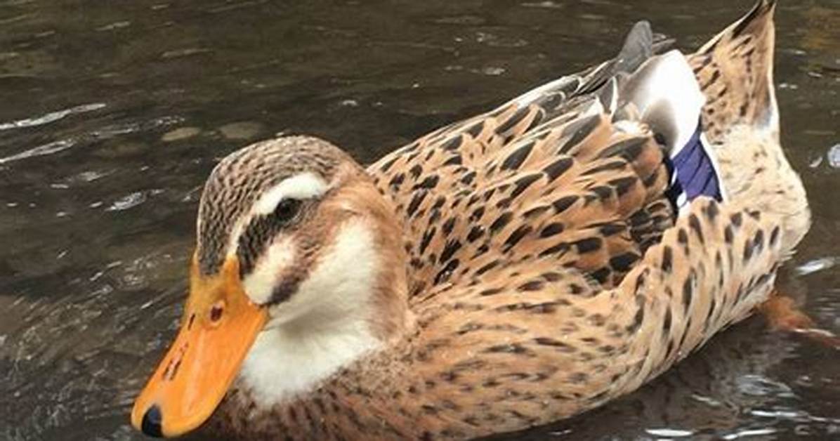 The Fascinating World of Duck Ears