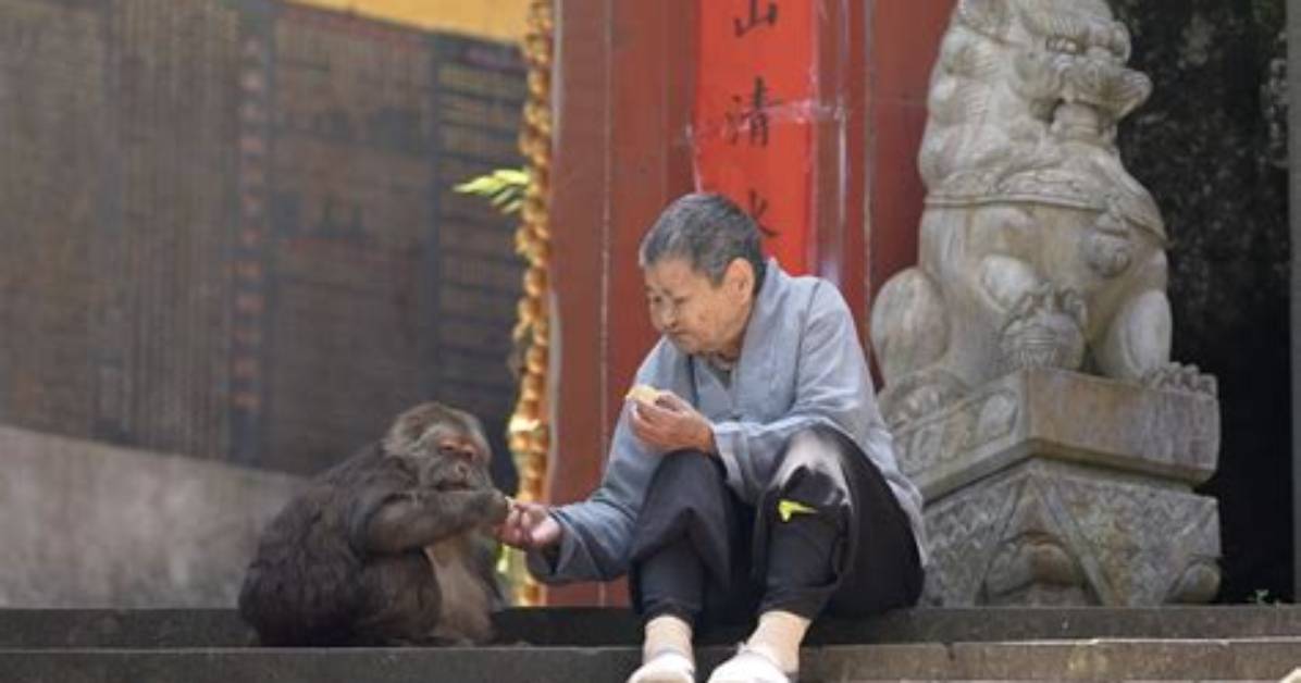 The Impactful Life of Xing Xing Monkey Grandma: a Tribute to Her Legacy
