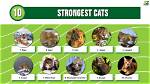 The Strongest Cat Breed in the World |