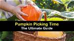 The Ultimate Guide to Harvesting Yellow Pumpkins in Animal Crossing