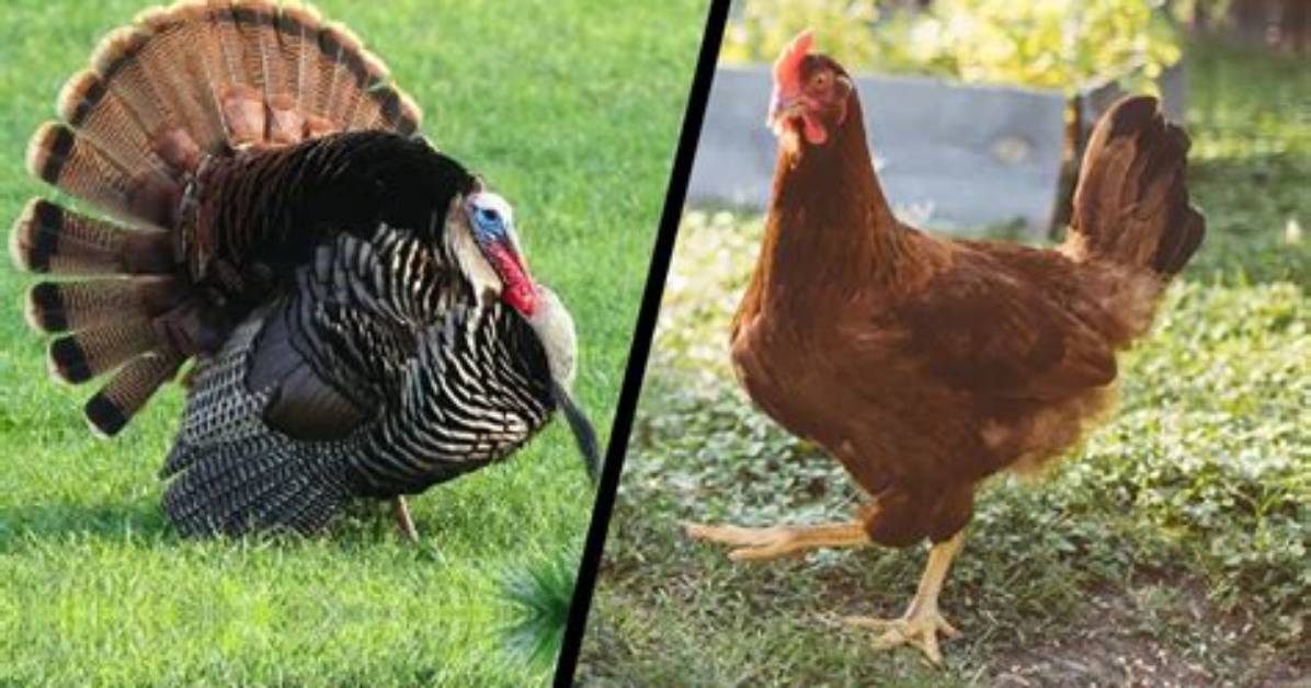 Turkey vs Chicken: the Ultimate Poultry Showdown