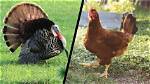 Turkey vs Chicken: the Ultimate Poultry Showdown