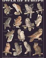 Uncover the Enchanting Names of Owls