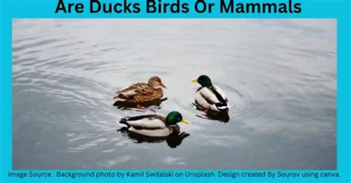 Uncover the Surprising Truth: Do Ducks Have Ears?