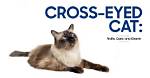 Understanding Crossed Eyed Cats: Their Traits, Care, and Myths