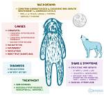 Understanding Hypertrichosis in Cats: Causes, Symptoms, and Care