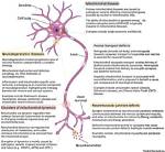 Understanding Spinal Stenosis Through the Lens of Cooper Manning